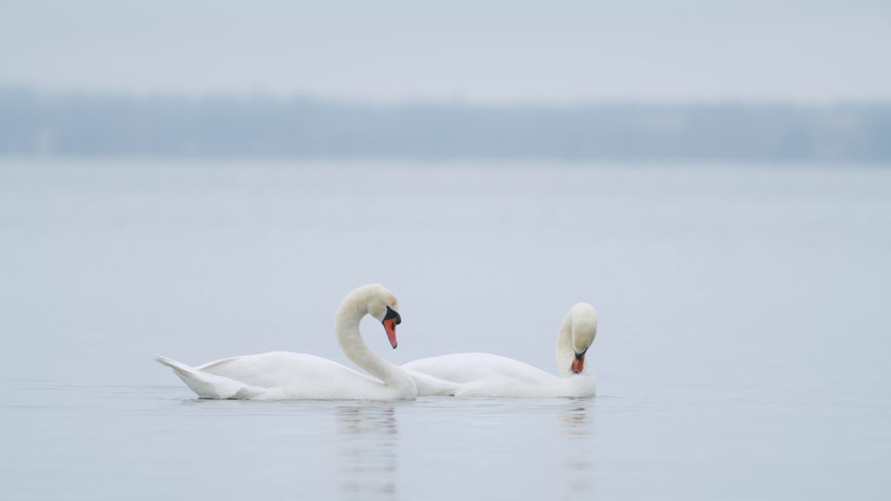 cisne mudo salvaje comiendo hierba primer plano submarino en día nublado