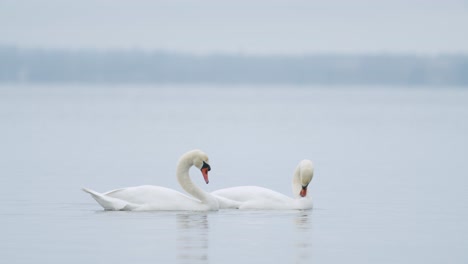 cisne mudo salvaje comiendo hierba primer plano submarino en día nublado