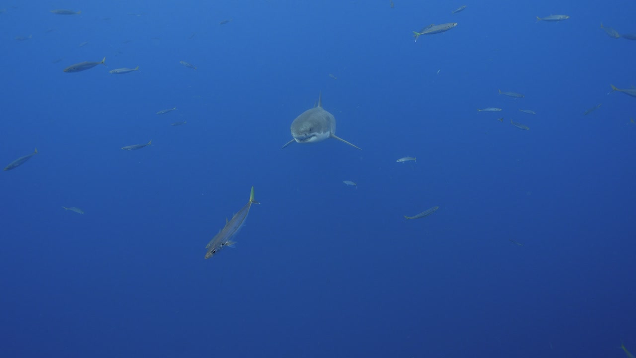 백상아리의 슬로우 모션 샷, 카르차로돈 카차리아는 멕시코 과달루페 섬의 맑은 물에서 카메라를 향해 헤엄칩니다.