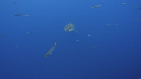 Toma-En-Cámara-Lenta-De-Un-Gran-Tiburón-Blanco,-Carcharodon-Carcharias-Nada-Hacia-La-Cámara-En-Aguas-Claras-De-La-Isla-Guadalupe,-México