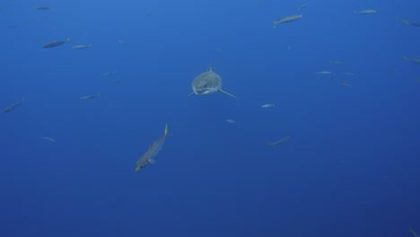 toma en cámara lenta de un gran tiburón blanco, carcharodon carcharias nada hacia la cámara en aguas claras de la isla guadalupe, méxico