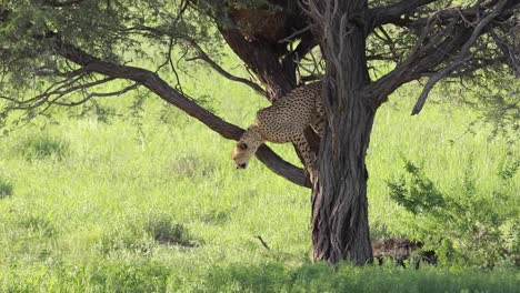 a wide shot of a male cheetah jumping down from a tree, sniffing the branch and marking his territory, kgalagadi transfrontier park