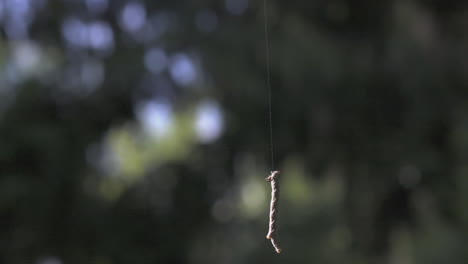 caterpillar hanging from a spiderweb