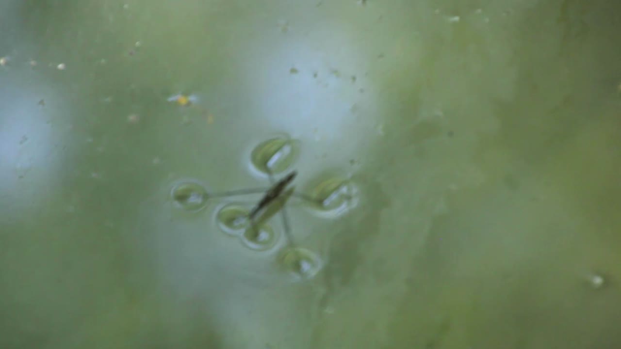 물 스케이터, 연못 스케이터, 버려진 호수의 물벌레