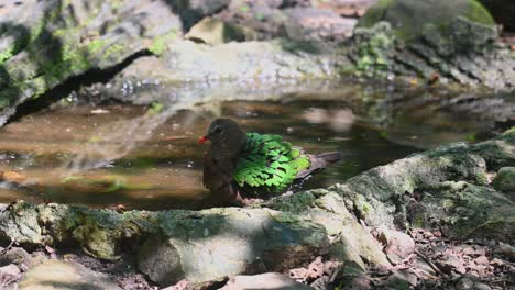 visto al lado de un baño de pájaros en lo profundo del bosque mientras mira a la paloma, chalcophaps indica, paloma esmeralda de cabeza gris, tailandia