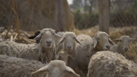 sheep-and-lamb-in-village