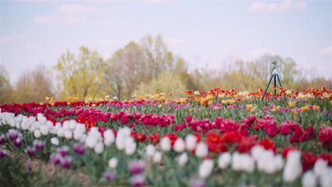 automated irrigation system in tulip field