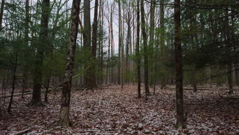 light snowfall at the beginning of a snowstorm deep in a beautiful pine forest, on a calm, peaceful winter's day