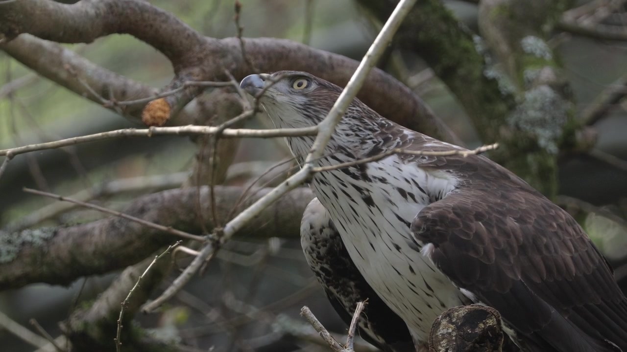 Aquila del Bonelli (Aquila fasciata) rapace