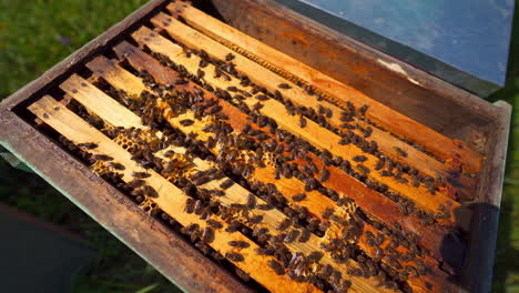 beehive with bees. busy bees crawling on wooden frames inside the hive. beehive on green grass. top view. apiculture.