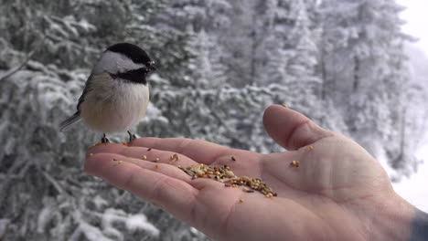 tit bird eating in man hand