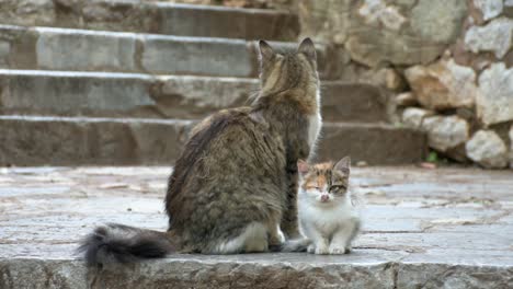 Cat-playing-with-her-one-eye-cub