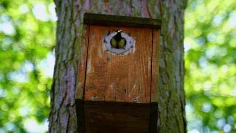 El-Pajarito-Vuela-A-Una-Caja-De-Pájaros-De-Madera-En-Un-árbol-Y-Trae-Comida-A-Los-Pollitos-Y-Luego-Vuelve-A-Salir-Para-Buscar-Más-Comida