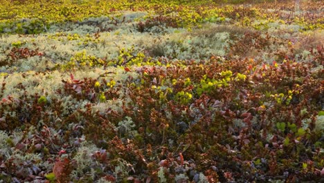 Arctic-Tundra-lichen-moss-close-up.-Found-primarily-in-areas-of-Arctic-Tundra,-alpine-tundra,-it-is-extremely-cold-hardy.-Cladonia-rangiferina,-also-known-as-reindeer-cup-lichen.