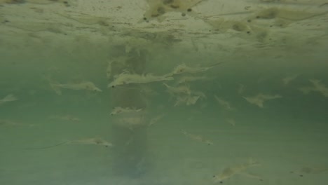 camarones nadando bajo el agua en la piscina de acuicultura