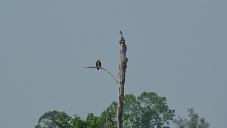 Visto-Desde-Lejos-Acicalándose-Y-Mirando-A-Su-Alrededor,-águila-Pescadora-Pandion-Haliaetus,-Tailandia