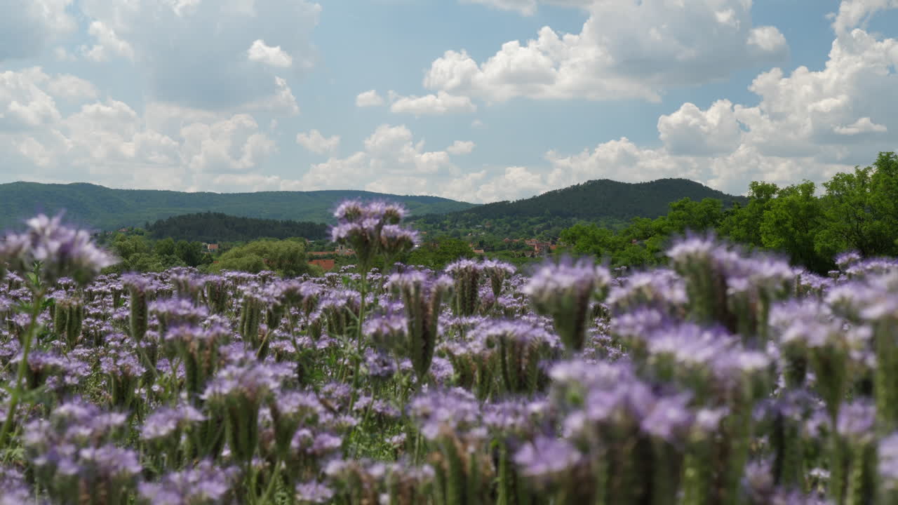 campo con phacelia floreciente también conocida como tanaceto morado 4k