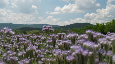 Campo-Con-Facelia-Floreciente-También-Conocida-Como-Tanaceto-Púrpura-4k