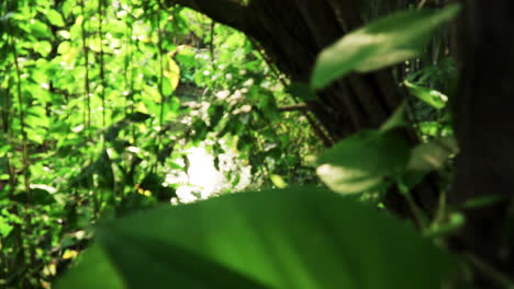 River-flowing-through-the-rain-forest