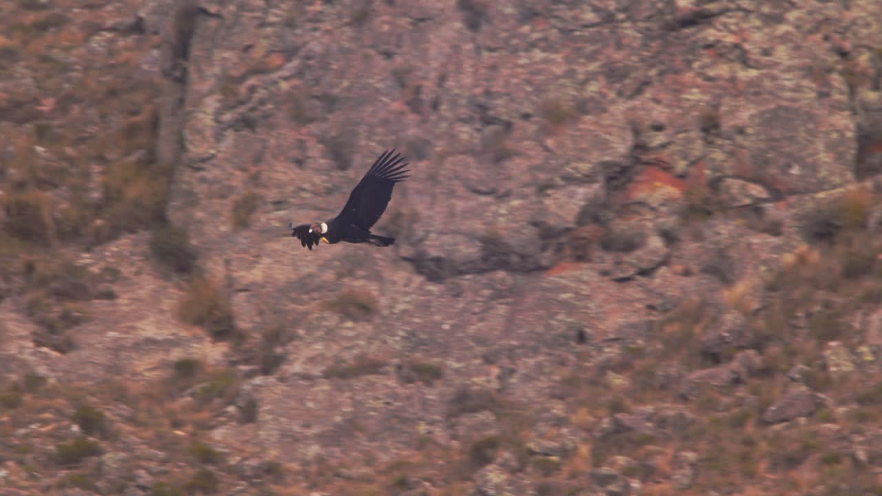 vista lateral del cóndor andino mientras agita las alas y gana altura para alcanzar la cima de las cadenas montañosas