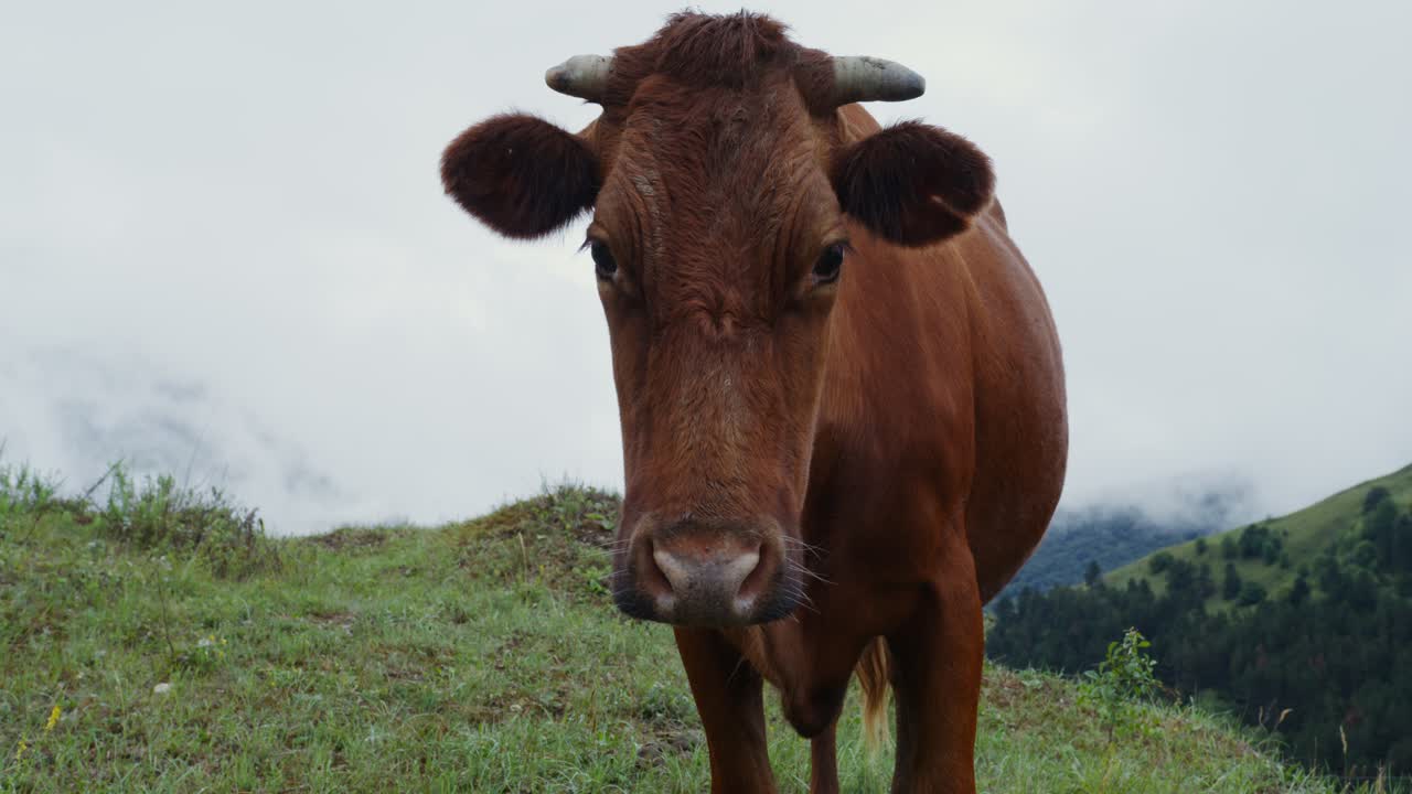 산의 풀 에 있는 갈색 소