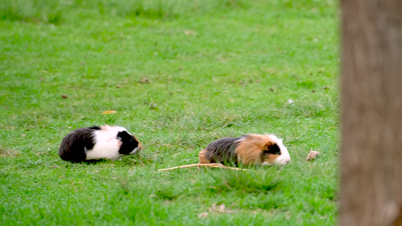 두 마리의 귀여운 기니피그가 잔잔한 풀을 먹기 위해 에서 나온다.
