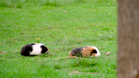 two cute guinea pigs venturing out from their cover to graze on succulent grass