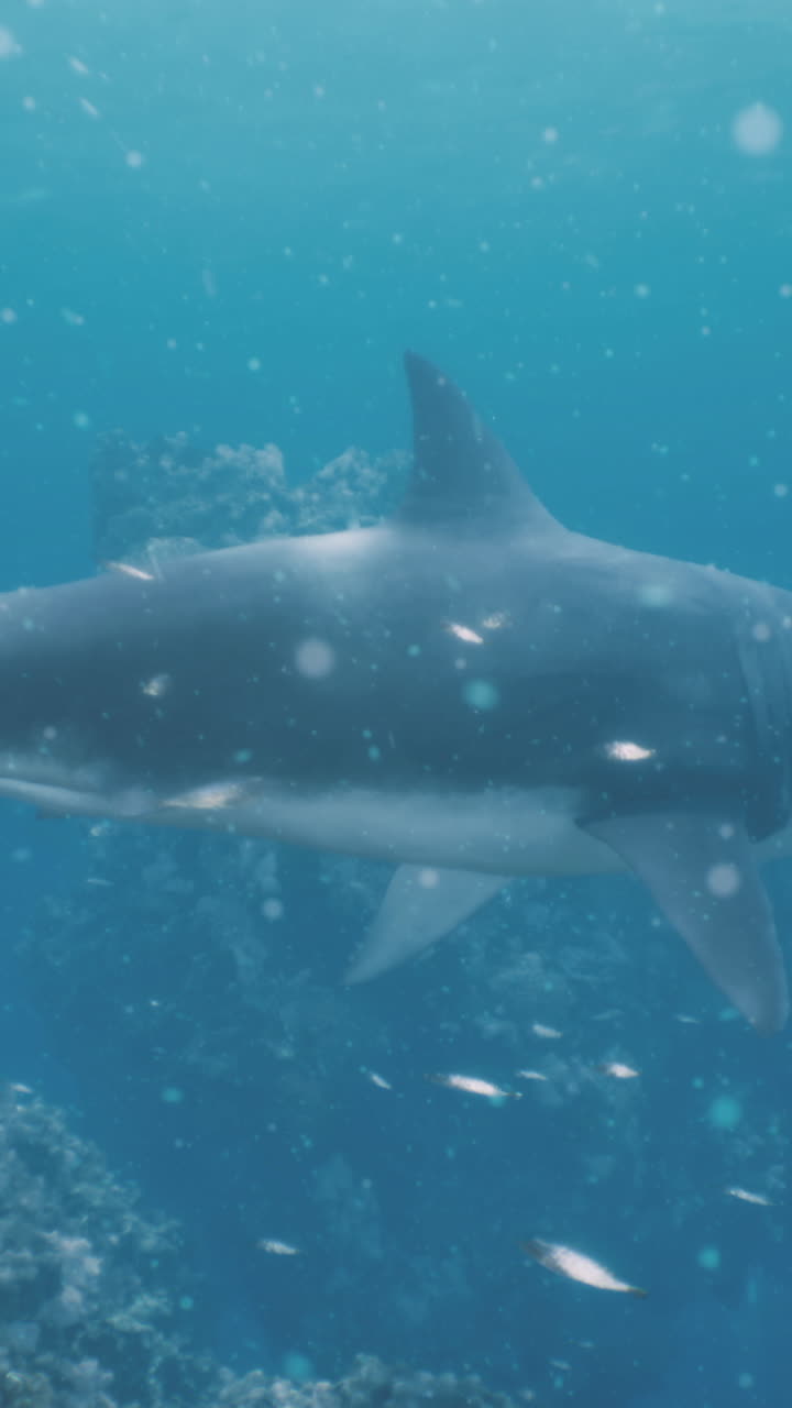Shark swims through vibrant coral reef in clear blue ocean waters