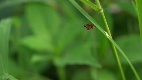 close up of two insects mating