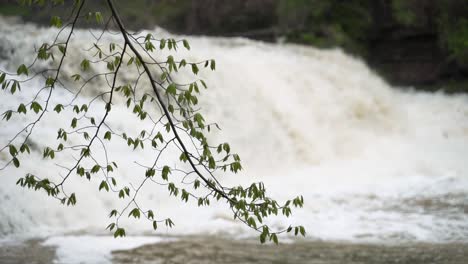 Rack-Fokus-Von-Einem-Frühlingsbaumzweig-Mit-Grünen-Blättern-Bis-Zu-Einem-Tosenden-Wasserfall