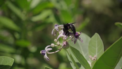 abeja carpintero silvestre recogiendo néctar de la flor de la corona en bali, indonesia