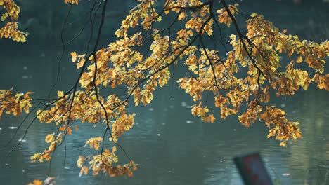 Colorful-autumn-leaves-on-the-delicate-branch-of-the-oak-tree