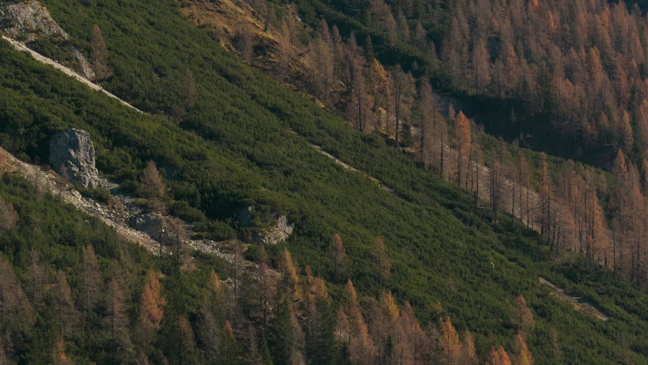 paisaje forestal de montaña en otoño