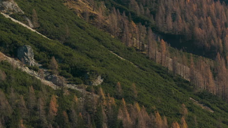 mountain forest landscape in autumn