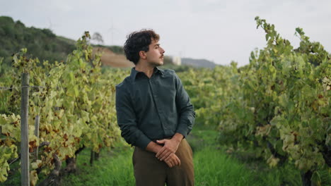 trabajador del viñedo examinando las filas de vid con hojas amarillas. agricultor mirando la vid