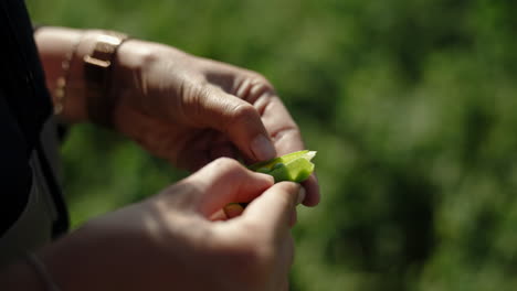 Female-Hands-Opening-Pea-Pod-Against-Lush-Garden-Background,-Daytime-on-Farm