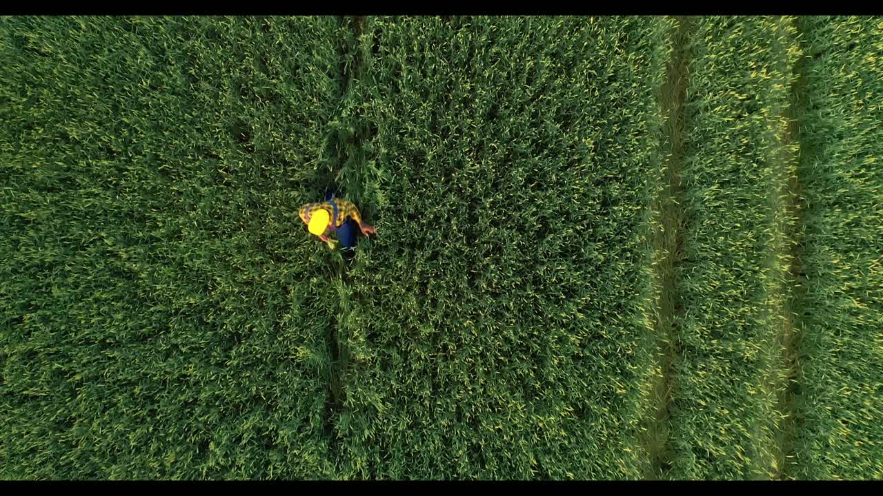 Farmer working in a wheat field