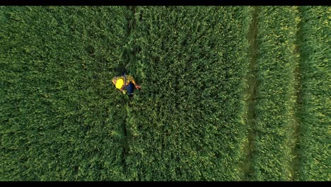 farmer working in a wheat field