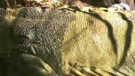 close up shot of a lace monitor, or tree goanna , with a dull bluish-black appearance, crawling around on the ground