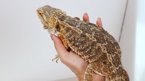 a bearded dragon is gently held in a hand, showcasing its textured scales in a well-lit room