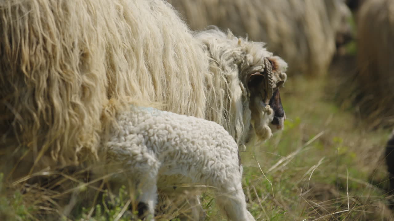 овцы и ягненки на луге