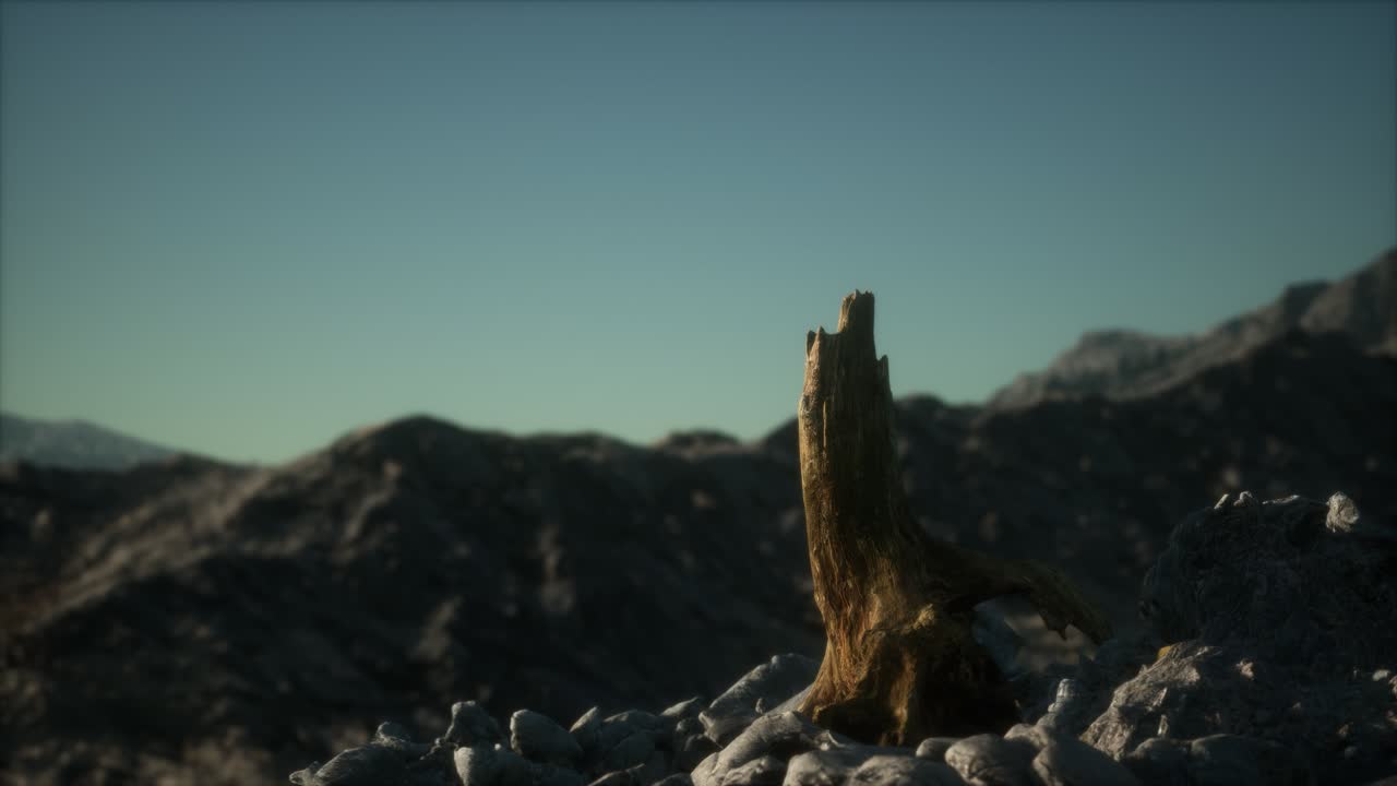 Dead pine tree at granite rock at sunset