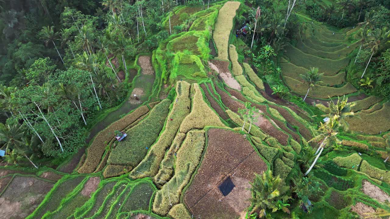 Drohnenaufnahme von oben über tropische Reisterrassen auf Bali, zeigt grüne Berghänge mit gemischt geernteten Reisfeldern, hohen Palmen und kleinen Bauernhütten, umgeben von dichter Dschungelvegetation.