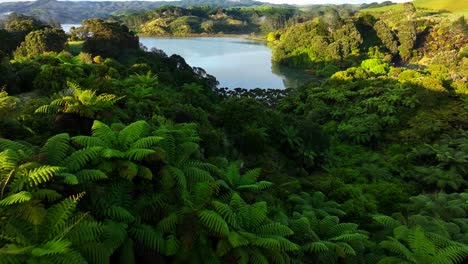 epic aerial unspoilt native bush—ferns lake, water sunlight hitting the trees. drone new zealand native