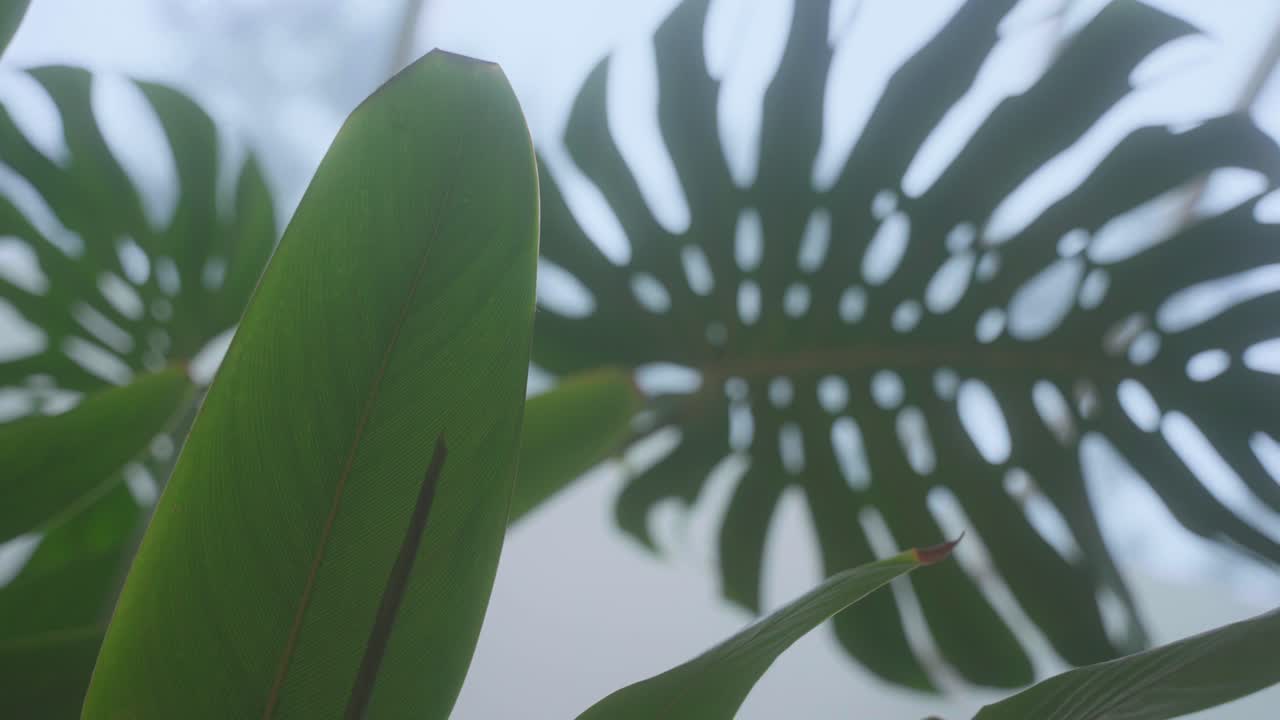 Una grande pianta verde e frondosa con una grande foglia verde e frondosa. La foglia è grande e verde ed è il fulcro dell'immagine. La pianta è circondata da altre foglie più piccole.
