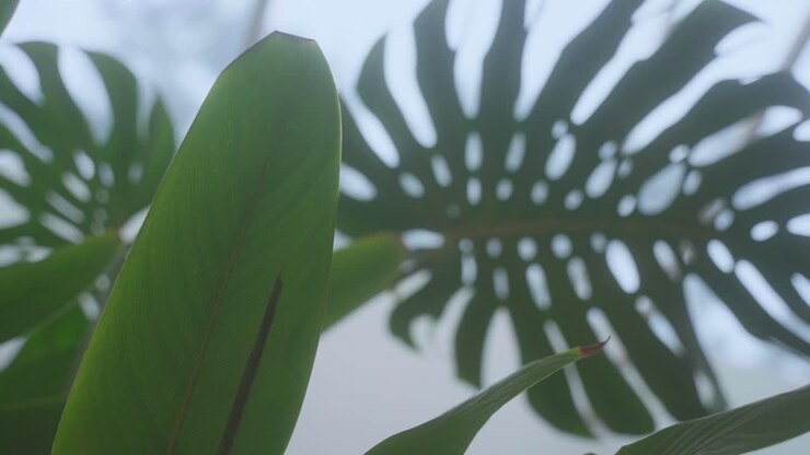 A large leafy green plant with a large leafy green leaf. The leaf is large and green, and it is the main focus of the image. The plant is surrounded by other smaller leaves