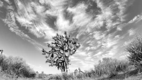 black and white mojave desert landscape time lapse with a joshua tree in the foreground and silver, wispy cloudscape overhead