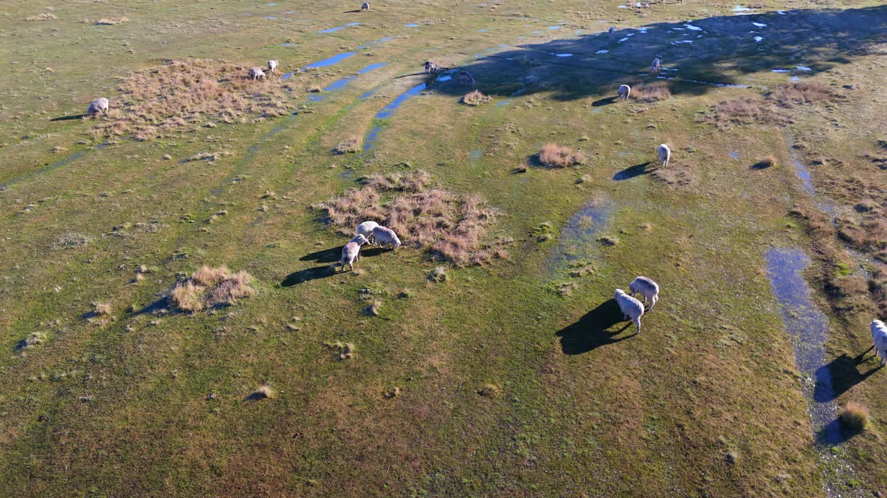 Aerial view of sheep grazing in lake wetland in Patagonia. Esquel, Argentina. Rural life.