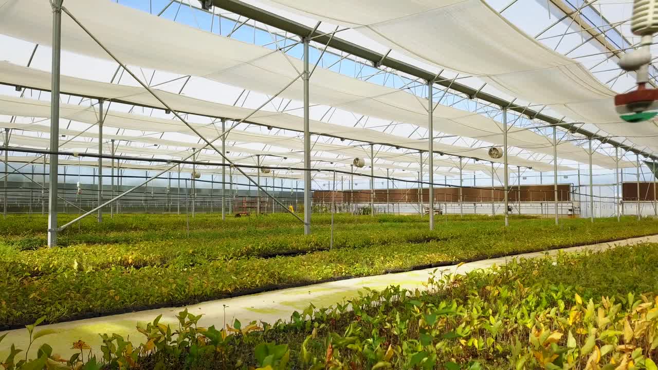 무인 항공기로 온실에서 자란 과일 및 채소 묘목의 공중 전망