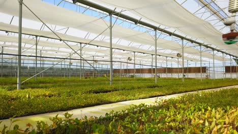 vista aérea de plántulas de frutas y verduras cultivadas en invernadero con drones